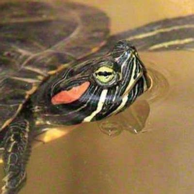 kaplumbağa omurgalı bir hayvan mıdır